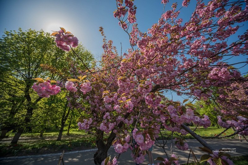 Красота природы: в Днепре зацвели сакуры 17