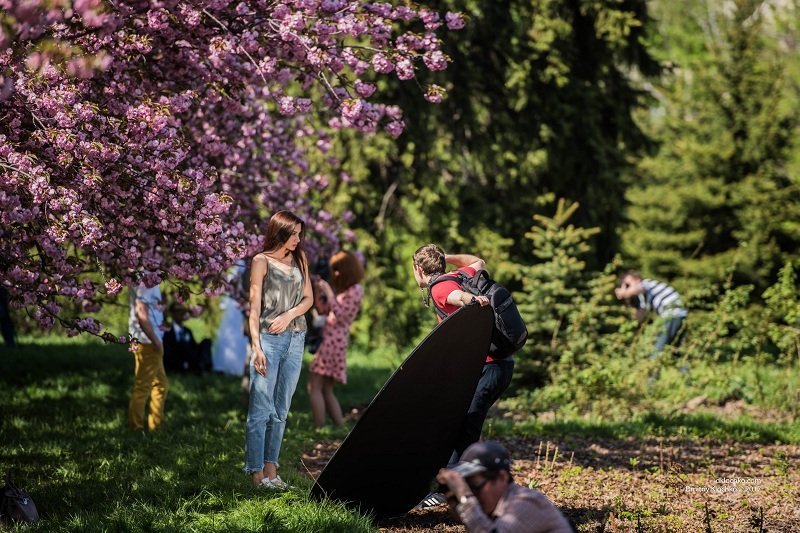 Красота природы: в Днепре зацвели сакуры 19