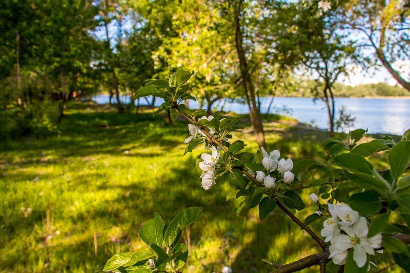 Где в Днепре отдохнуть на природе: коса на ж/м Победа-6 15