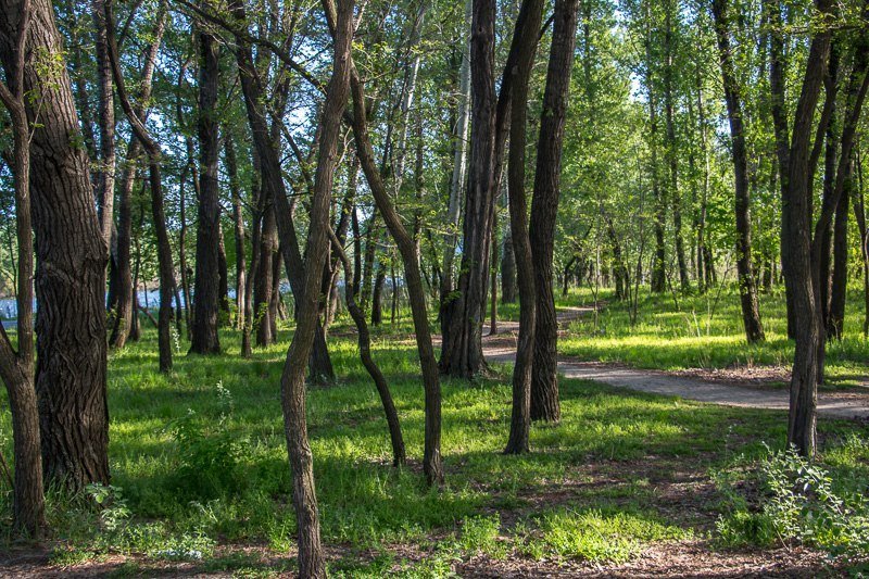 Где в Днепре отдохнуть на природе: коса на ж/м Победа-6 20