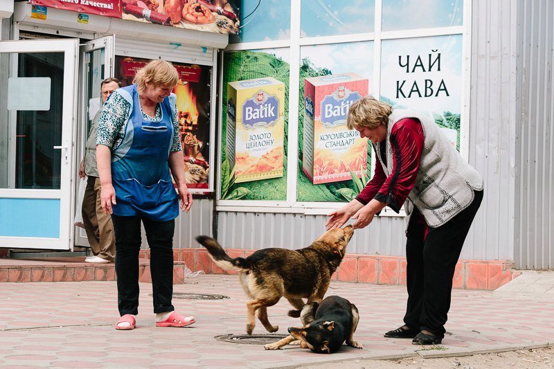 Как в Днепре решают проблему бродячих собак 10