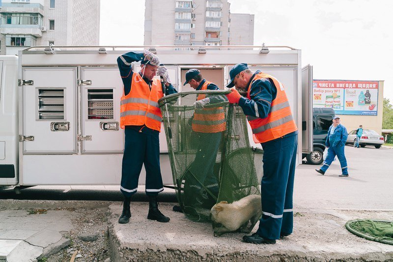 Как в Днепре решают проблему бродячих собак 11
