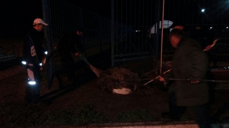 Сбежавшие страусы, пожары и ДТП: что произошло на прошлой неделе в Днепре 4