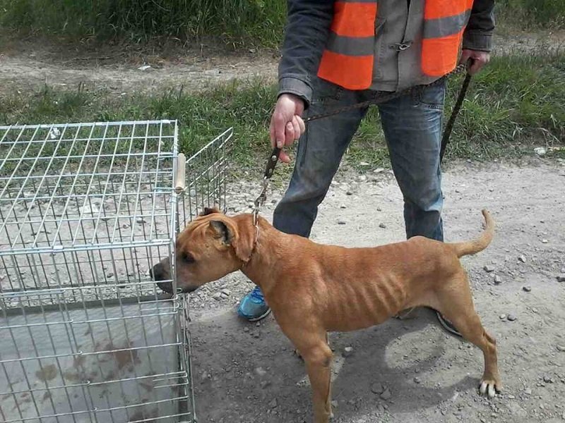 В Днепре собака пыталась угнать патрульный автомобиль 2