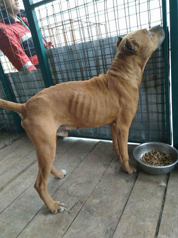 В Днепре собака пыталась угнать патрульный автомобиль 3