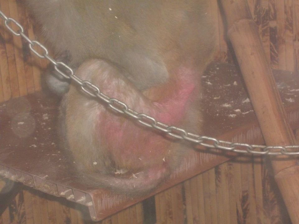 Из парка Глобы прогнали незаконную выставку диких животных 2