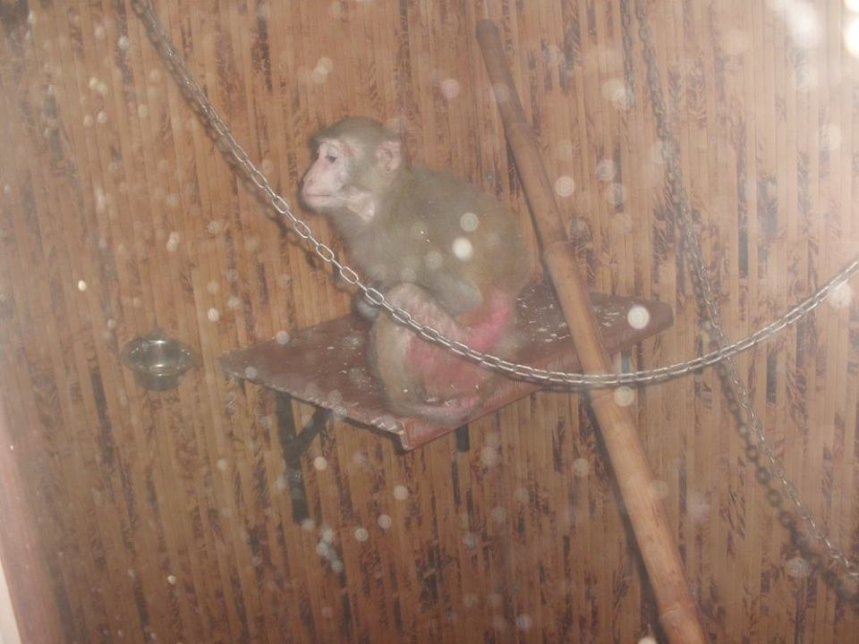 Из парка Глобы прогнали незаконную выставку диких животных 3