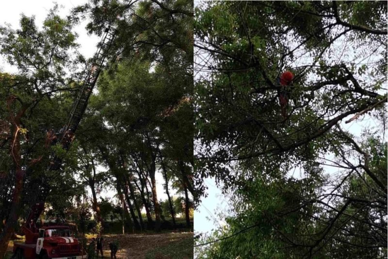 В сквере Володи Дубинина спасатели помогли вернуть владельцу экзотического попугая 1