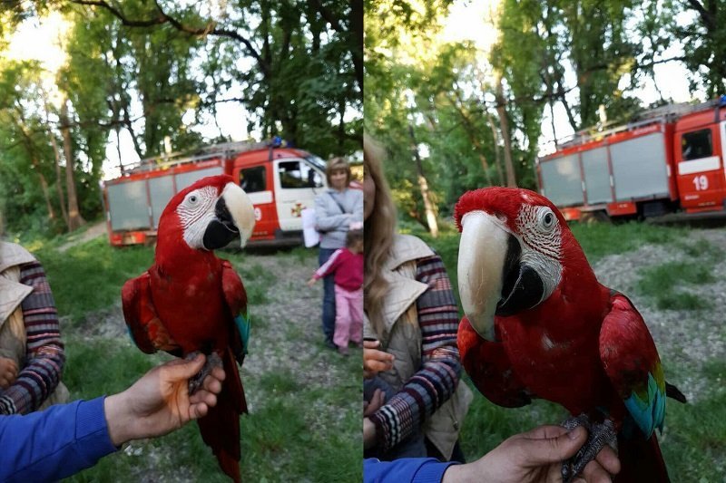 В сквере Володи Дубинина спасатели помогли вернуть владельцу экзотического попугая 2