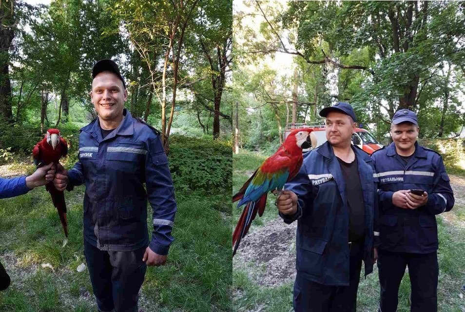 В сквере Володи Дубинина спасатели помогли вернуть владельцу экзотического попугая 3