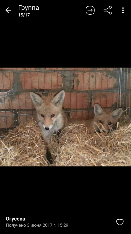 Зоозащитники Днепра просят помощи для семьи лисичек 1