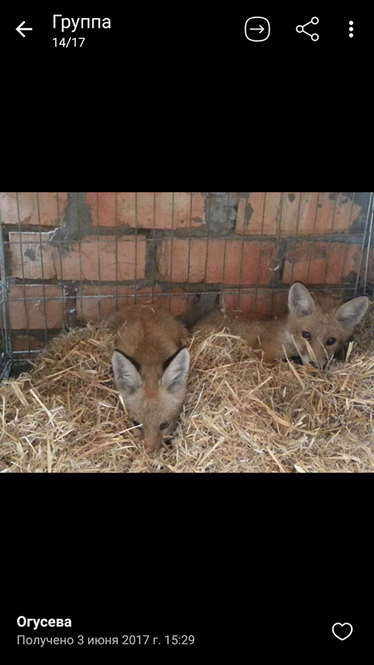 Зоозащитники Днепра просят помощи для семьи лисичек 2