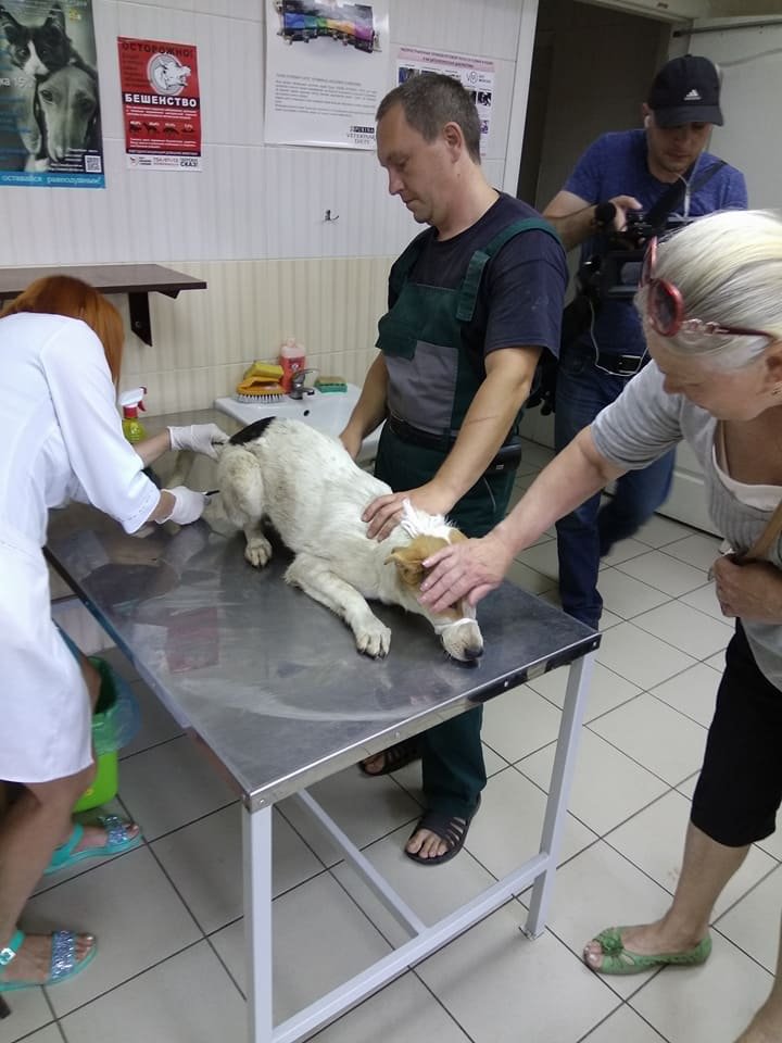 Спасательная миссия: бездомных собак из Днепра выкупили у харьковских отловщиков 4