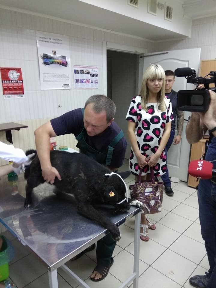 Спасательная миссия: бездомных собак из Днепра выкупили у харьковских отловщиков 5