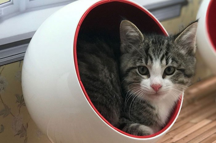 Семейство Котошьян: первое реалити-шоу о котах бьет все рекорды популярности 2