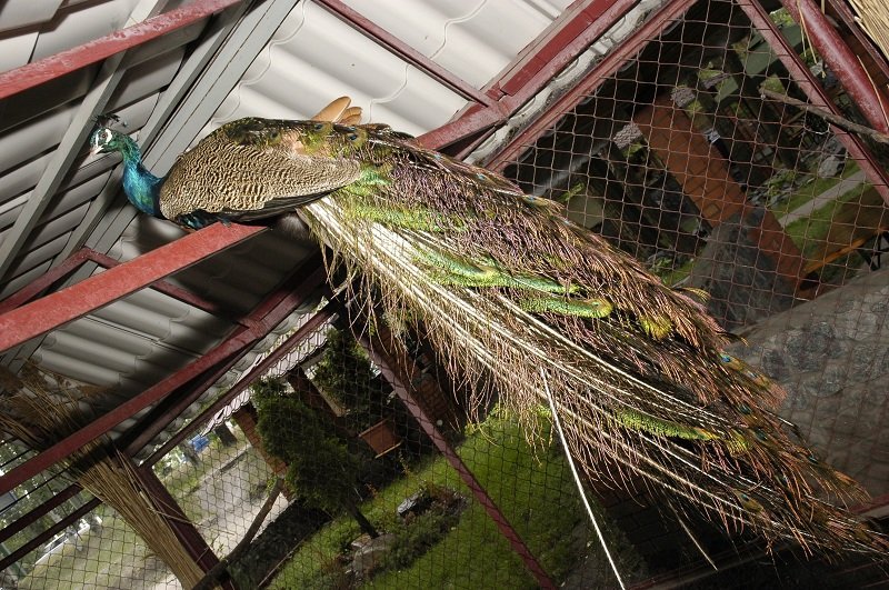 ГастроблоХ Днепра: плюсы и минусы ресторанного комплекса «Старый парк» 6