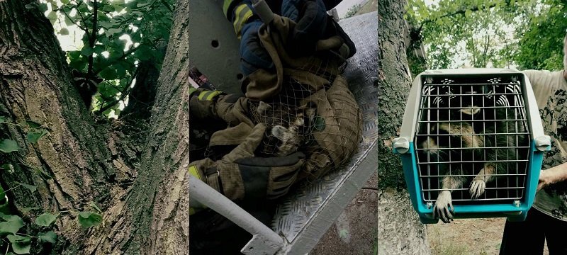 В Днепре спасатели два часа снимали с дерева енота 1