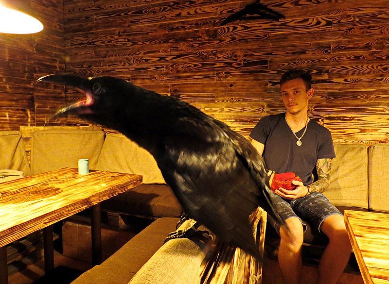 Борьба за ворона в Днепре: зоозащитники против хозяина 4