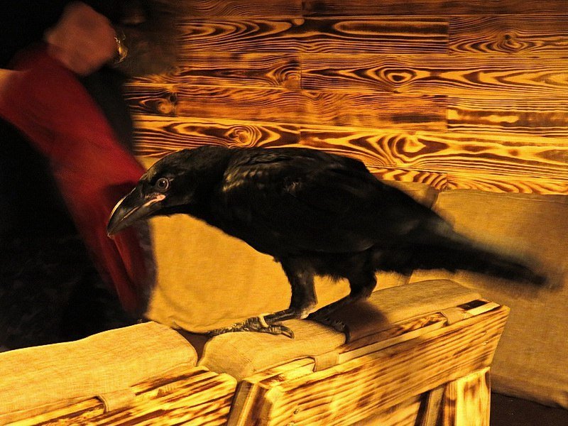 Борьба за ворона в Днепре: зоозащитники против хозяина 5