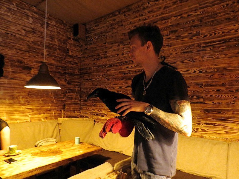 Борьба за ворона в Днепре: зоозащитники против хозяина 6