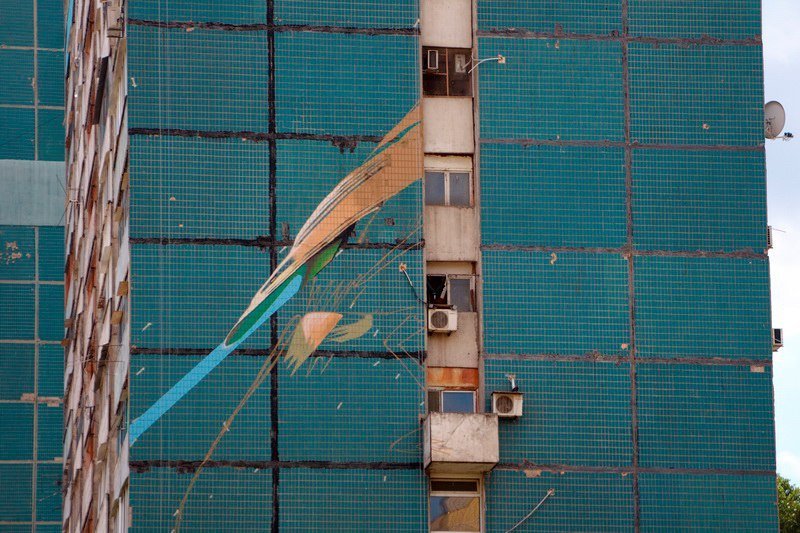 Строгий взгляд и яркие перья: огромная птица украсила высотку на ж/м Парус 2