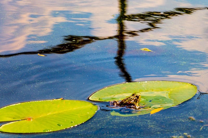 Где в Днепре отдохнуть на природе: пляж "Фрунзенский" 4