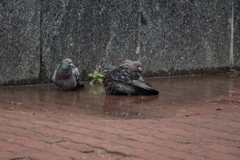 Спасительная прохлада: в Днепре пошел летний дождь 13