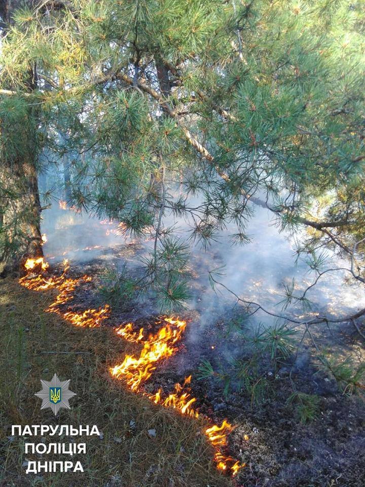 Лесной пожар на Гаванской: с огнем боролись патрульные и спасатели 1
