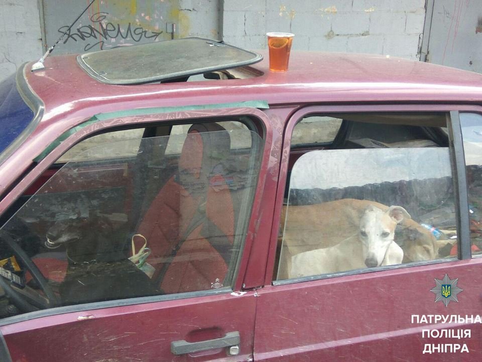 На Шмидта собаки напали на людей: пострадавшую отвезли в больницу 2