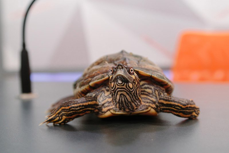 Твердый панцирь и перепончатые лапы: у Информатора появился живой талисман 1