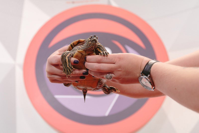 Твердый панцирь и перепончатые лапы: у Информатора появился живой талисман 2