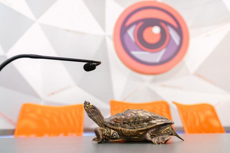 Твердый панцирь и перепончатые лапы: у Информатора появился живой талисман 3