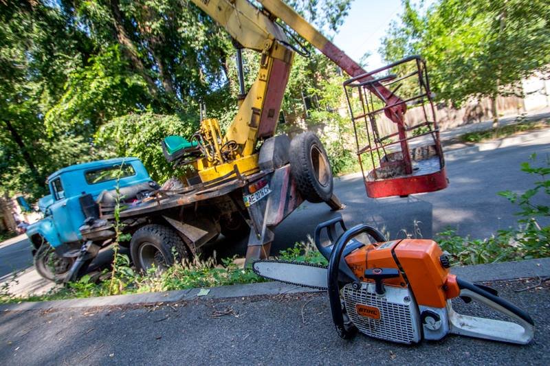 Стало известно, кто и зачем пилит деревья в центре Днепра 1