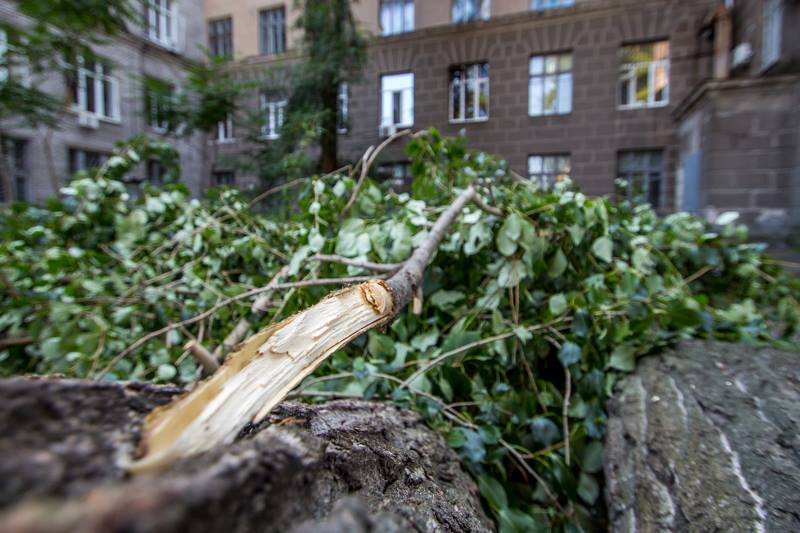 Стало известно, кто и зачем пилит деревья в центре Днепра 3