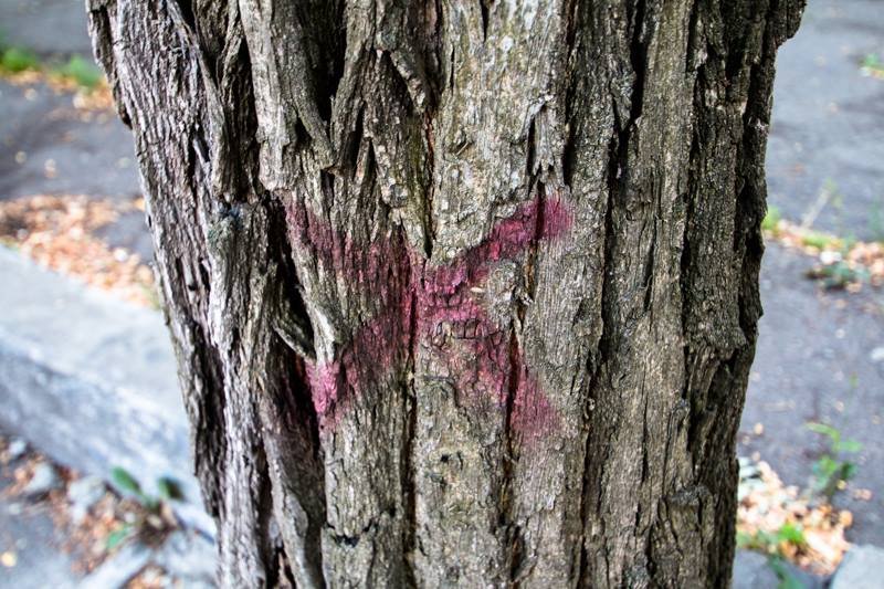 Стало известно, кто и зачем пилит деревья в центре Днепра 5
