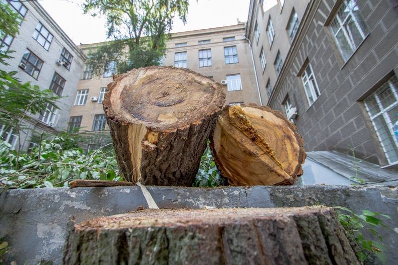 Стало известно, кто и зачем пилит деревья в центре Днепра 11