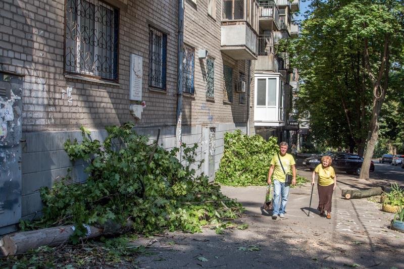 Стало известно, кто и зачем пилит деревья в центре Днепра 12