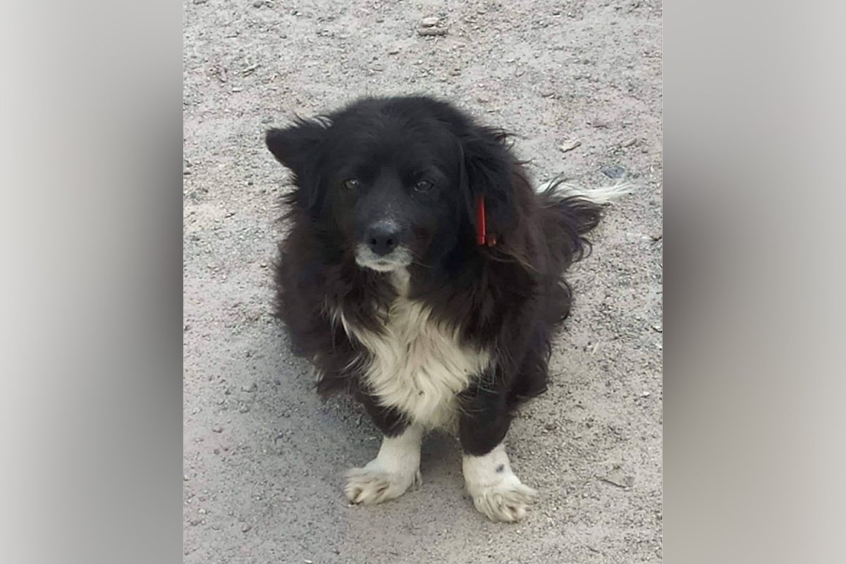 В Днепре пропало много животных: помогите найти 1