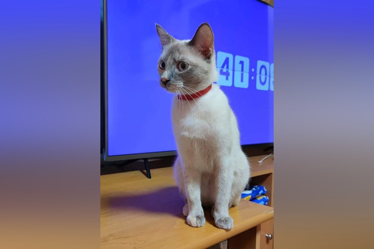 В Днепре пропало много животных: помогите найти 2