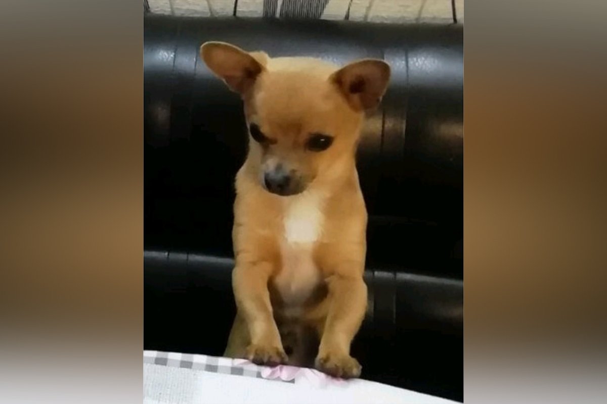 В Днепре пропало много животных: помогите найти 3