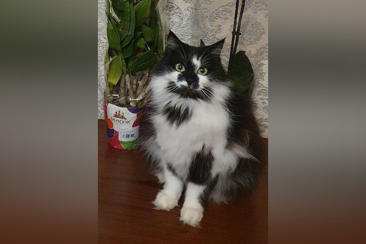 В Днепре пропало много животных: помогите найти 4