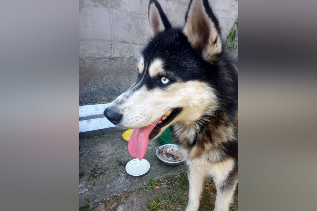 В Днепре пропало много животных: помогите найти 5