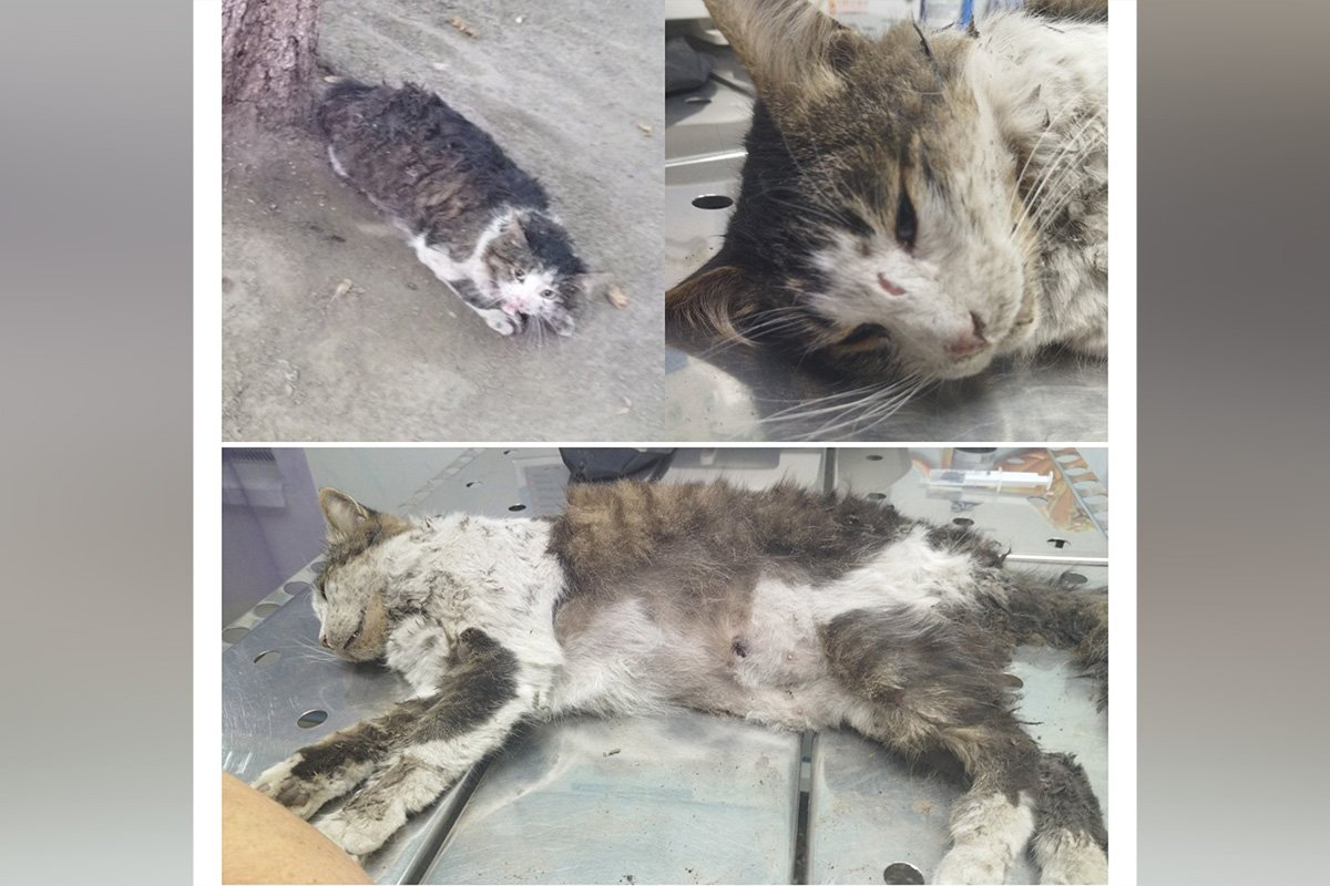 В Днепре пропало много животных: помогите найти 6