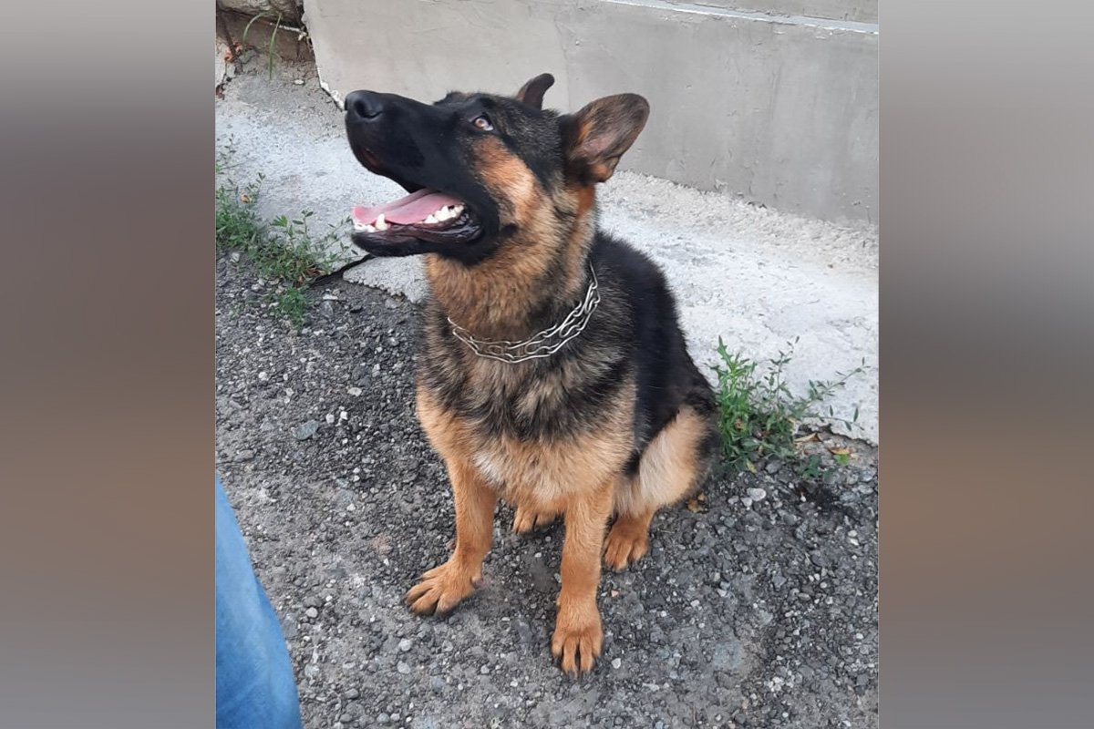 В Днепре пропало много животных: помогите найти 7