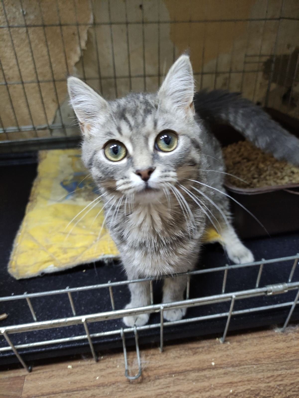 Тварини шукають дім: де у Дніпрі знайти собі кота чи собаку 1