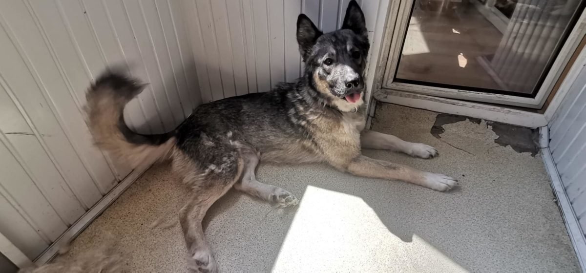 Тварини шукають дім: де у Дніпрі знайти собі кота чи собаку 2