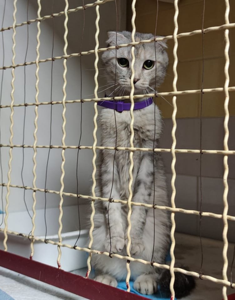 Тварини шукають дім: де у Дніпрі знайти собі кота чи собаку 3