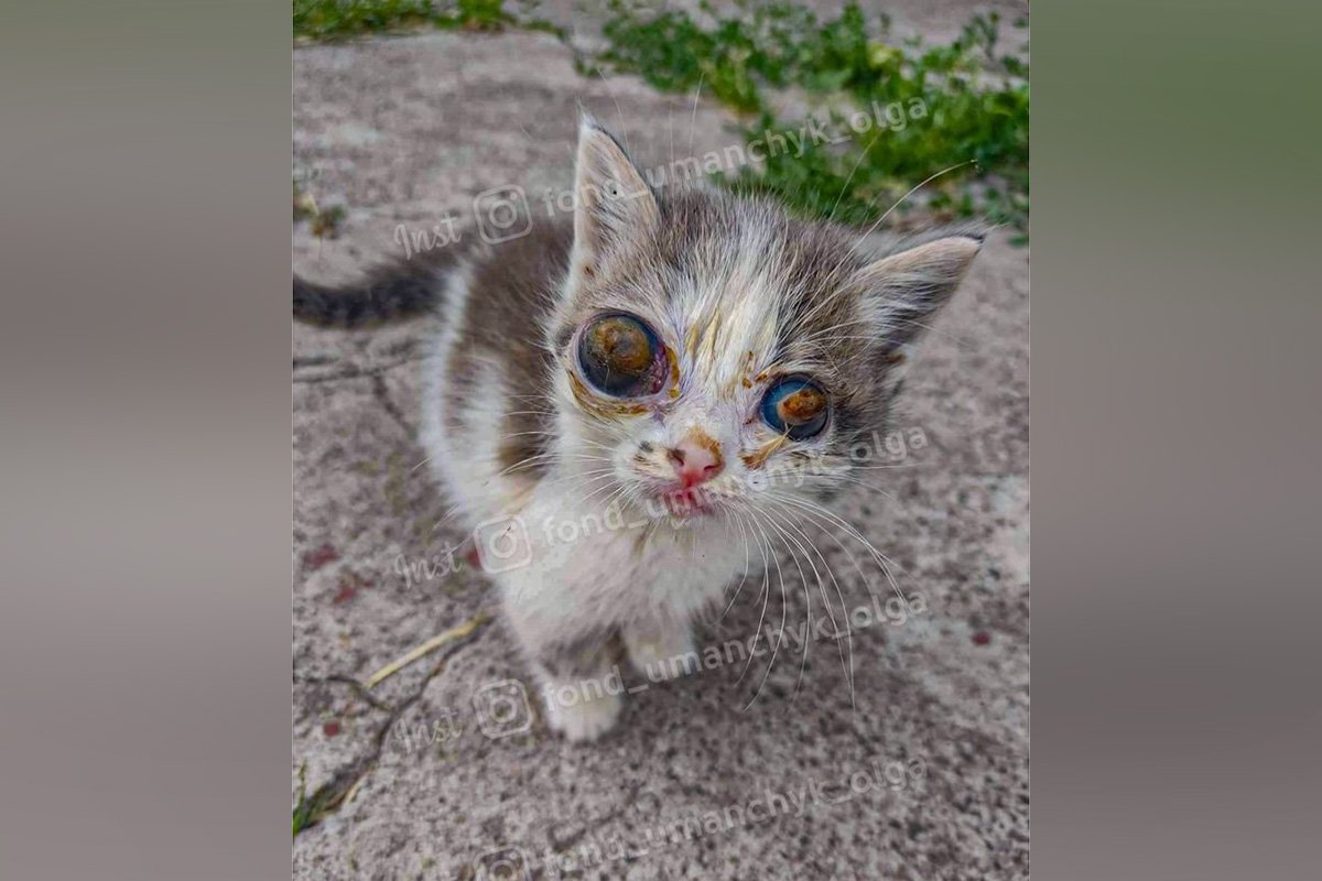 В Днепре спасают котенка с больными глазами: нужна помощь 1