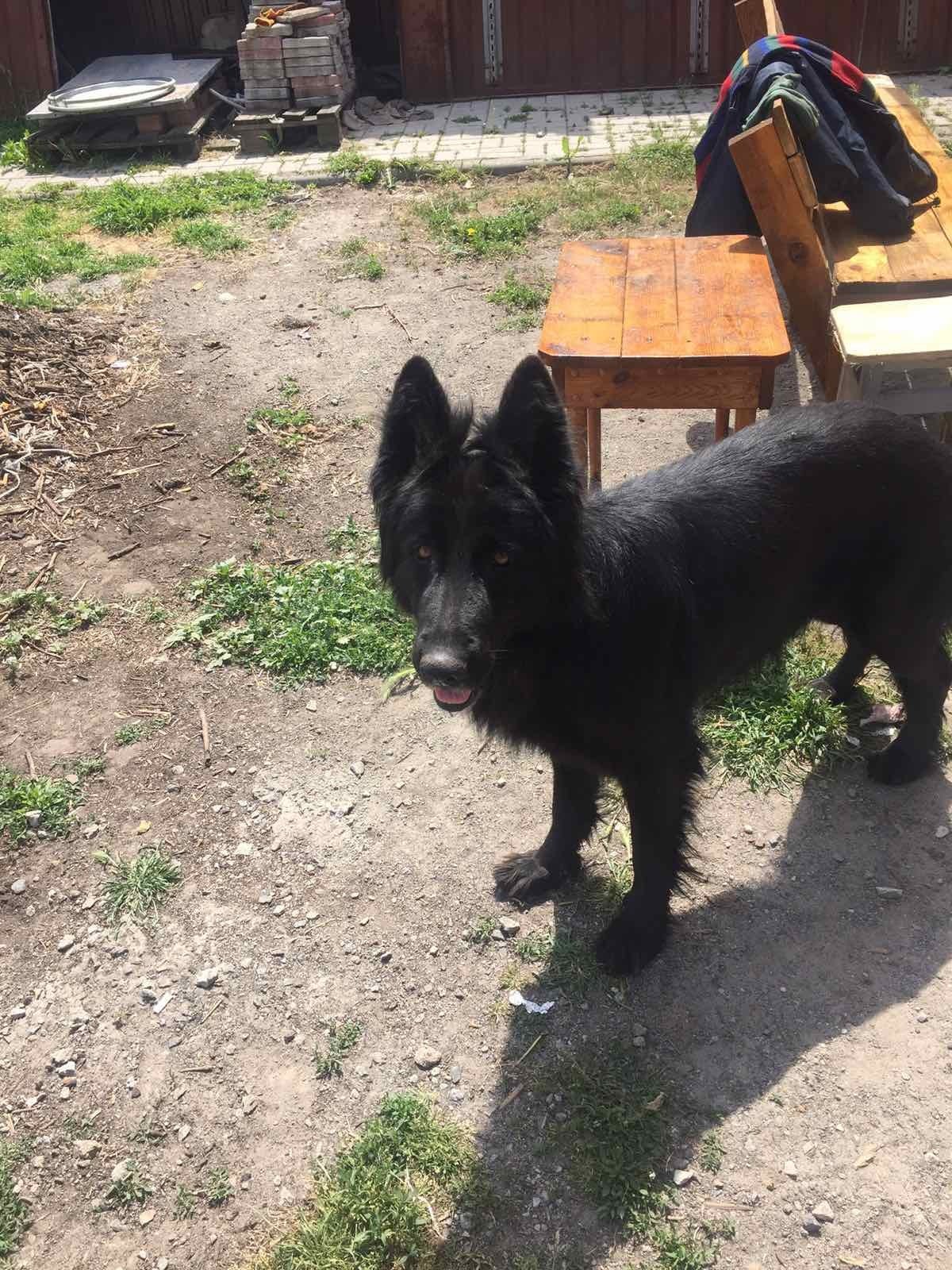 У Дніпрі зникло багато тварин: допоможіть знайти 1