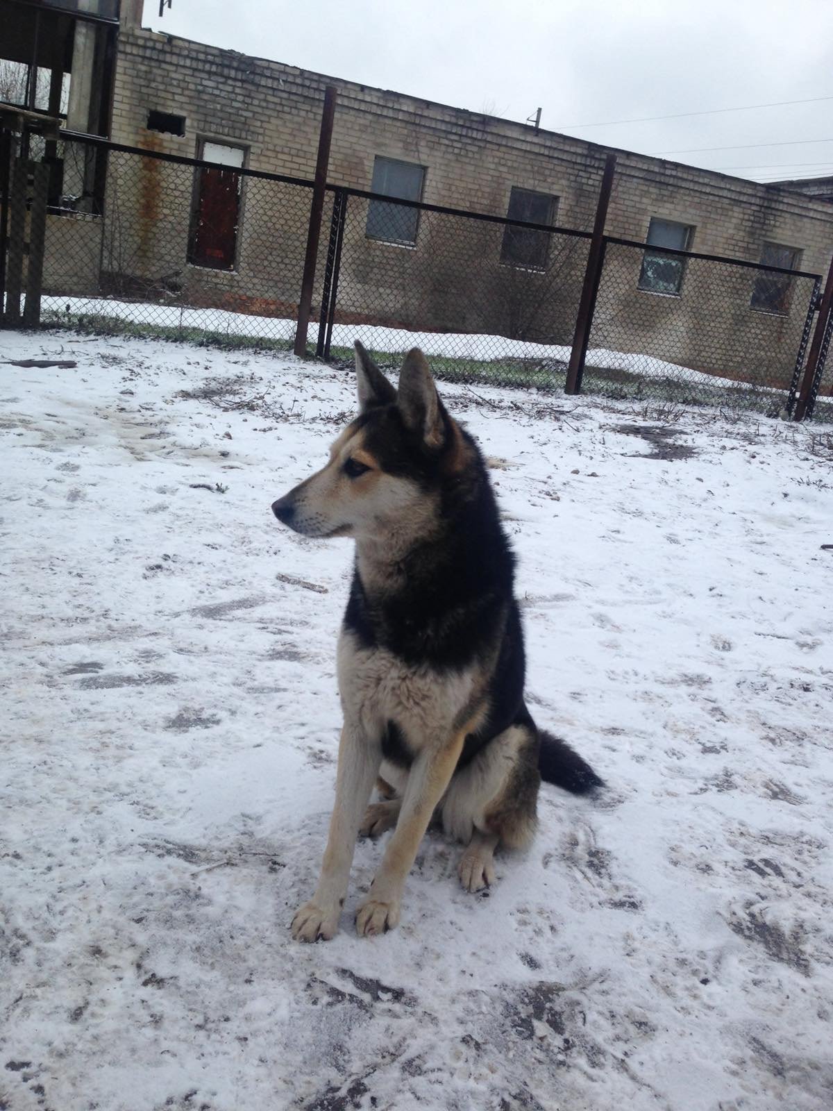 У Дніпрі зникло багато тварин: допоможіть знайти 4